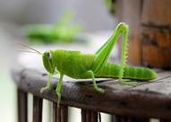 Cricket