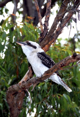 Kookabura