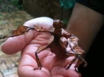 bug10