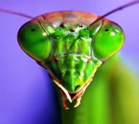 Bug1
